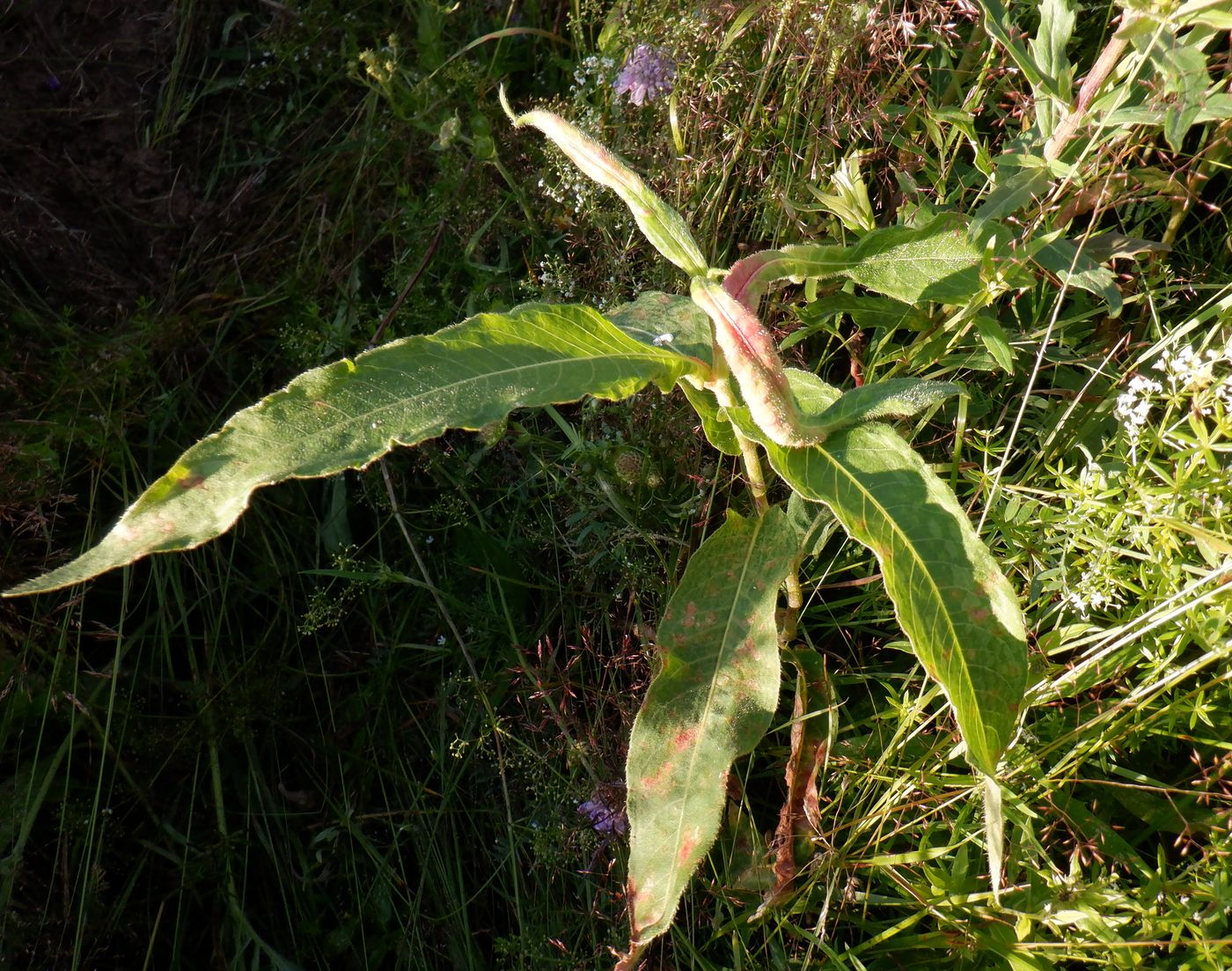 Image of Persicaria amphibia specimen.
