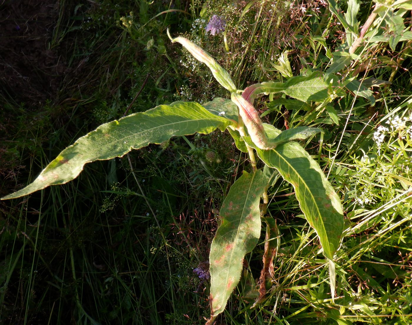 Изображение особи Persicaria amphibia.