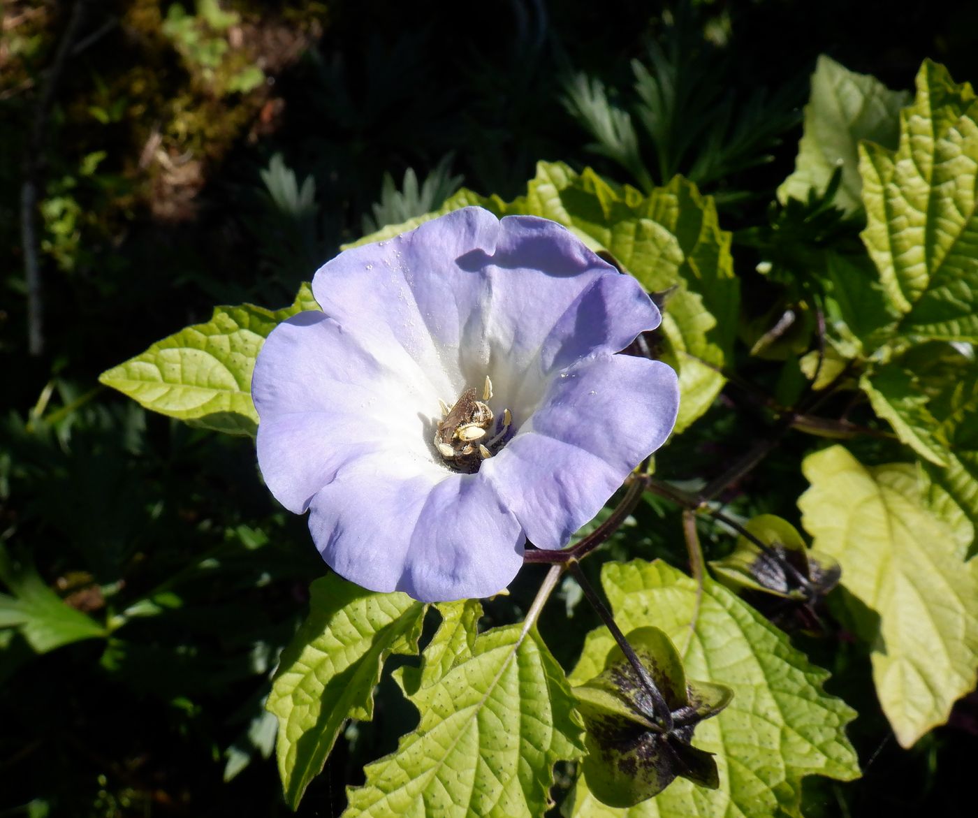 Image of Nicandra physalodes specimen.