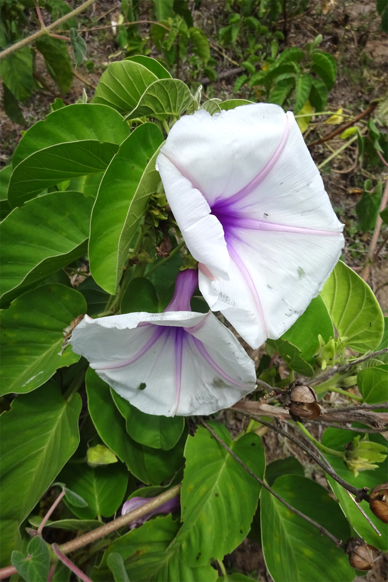 Изображение особи Ipomoea hildebrandtii.