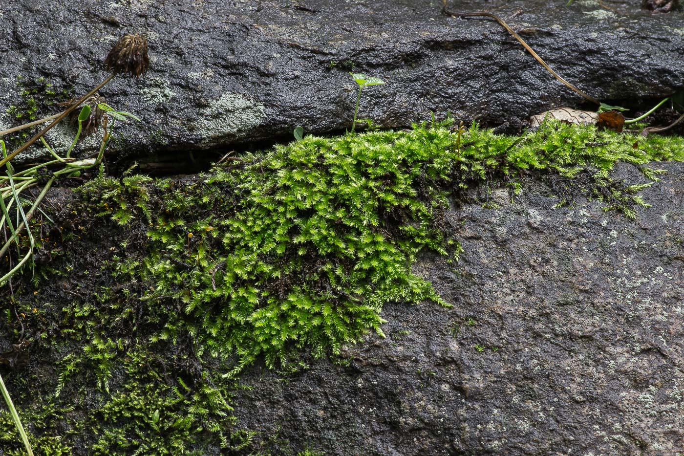 Изображение особи семейство Brachytheciaceae.