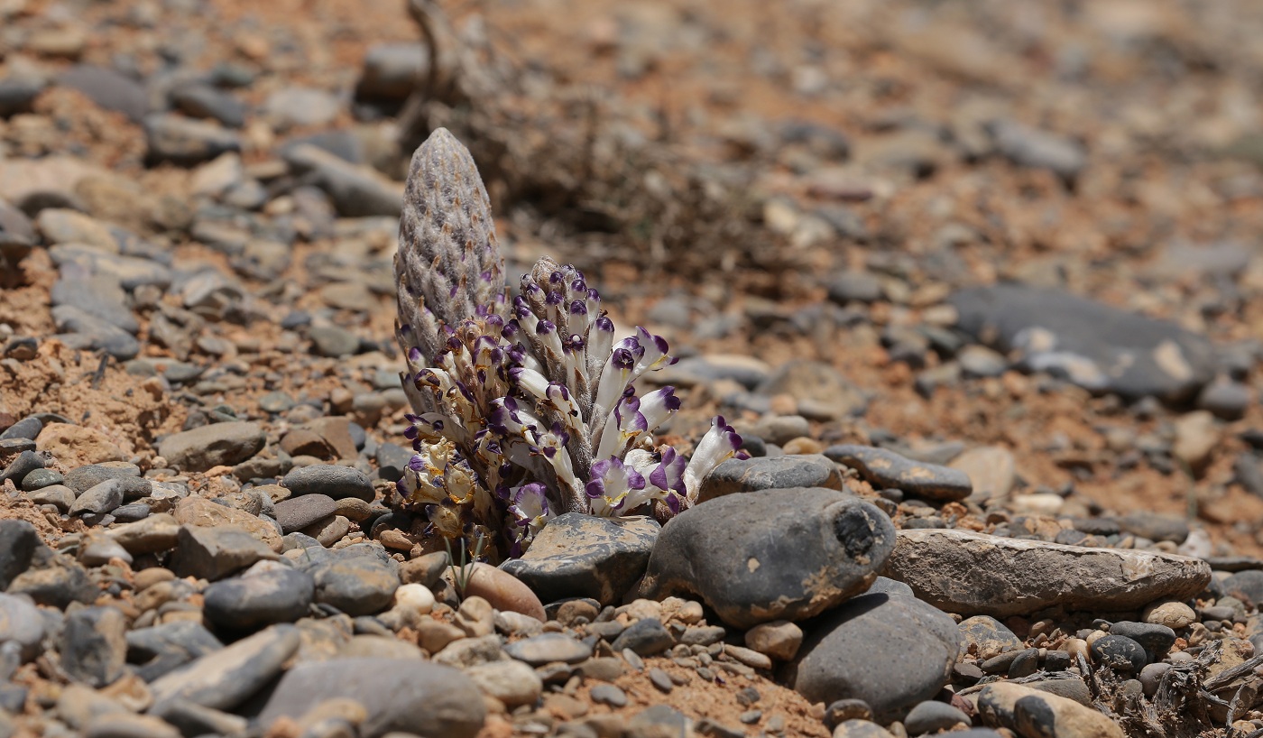 Image of Cistanche salsa specimen.