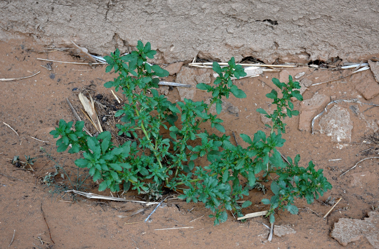 Image of Amaranthus albus specimen.