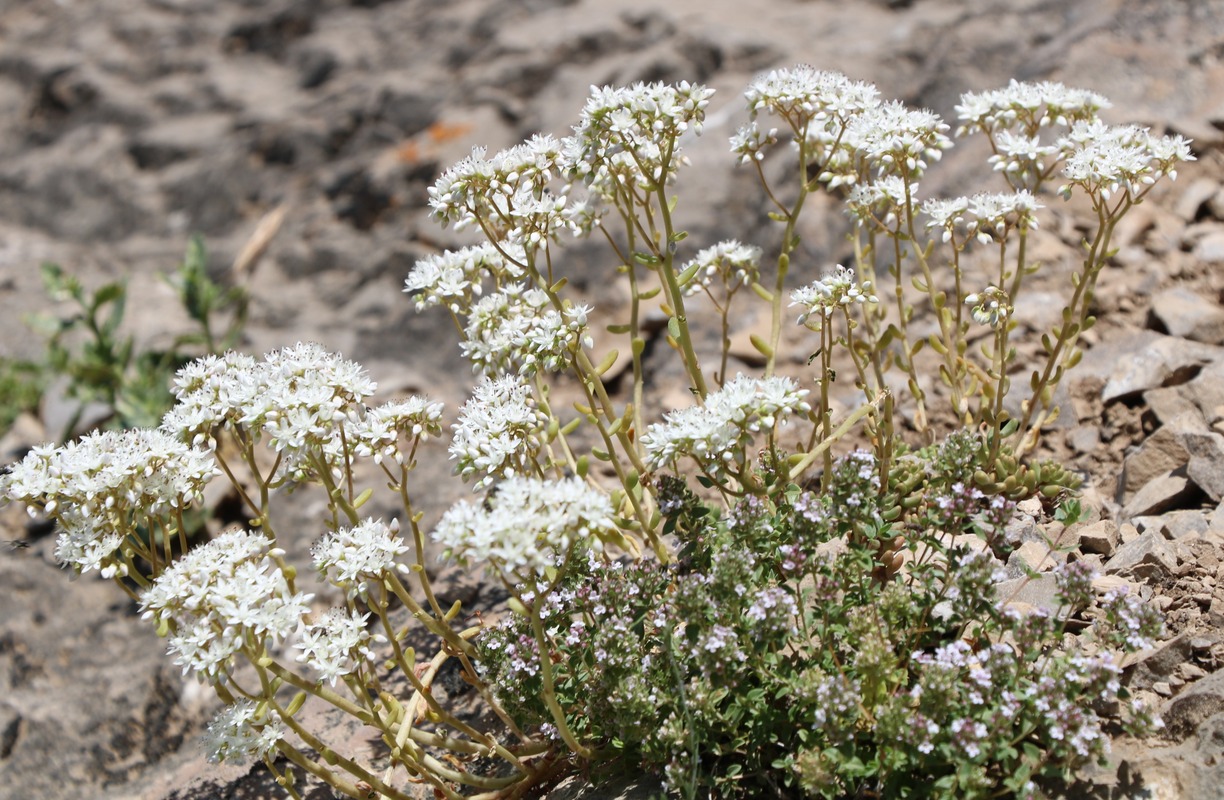 Изображение особи Sedum album.