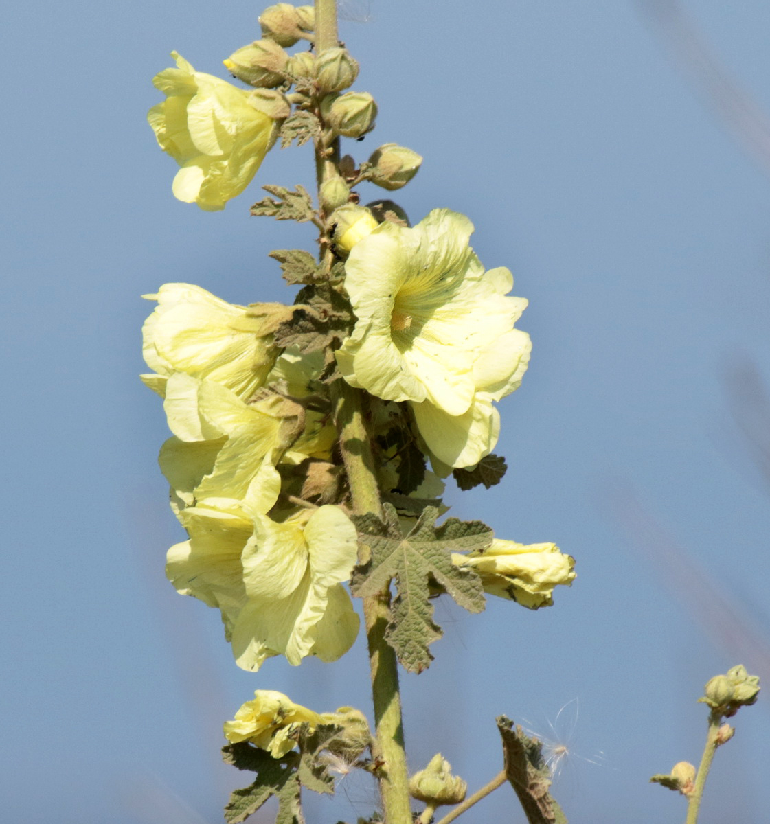 Изображение особи Alcea rugosa.