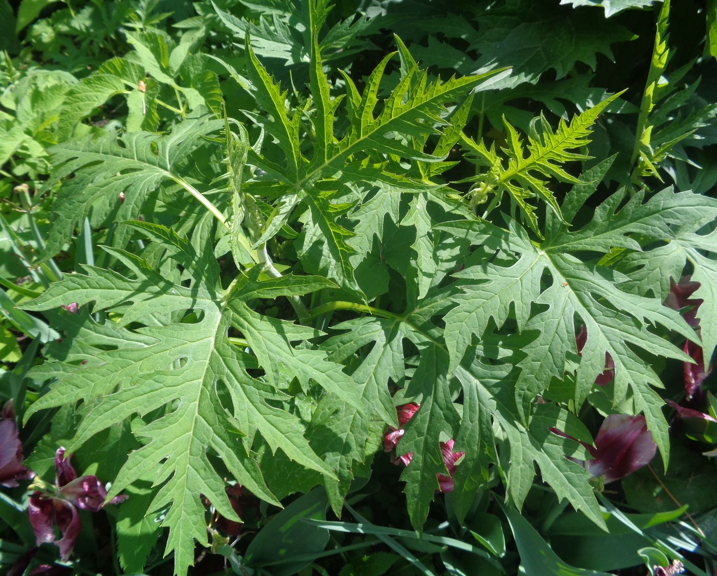 Image of Sinacalia tangutica specimen.