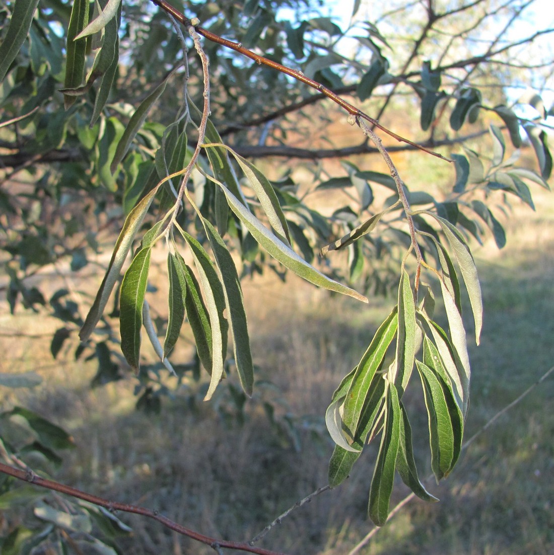 Image of Elaeagnus angustifolia specimen.