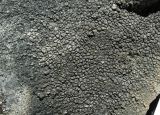 Aspicilia caesiocinerea