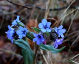Pulmonaria obscura