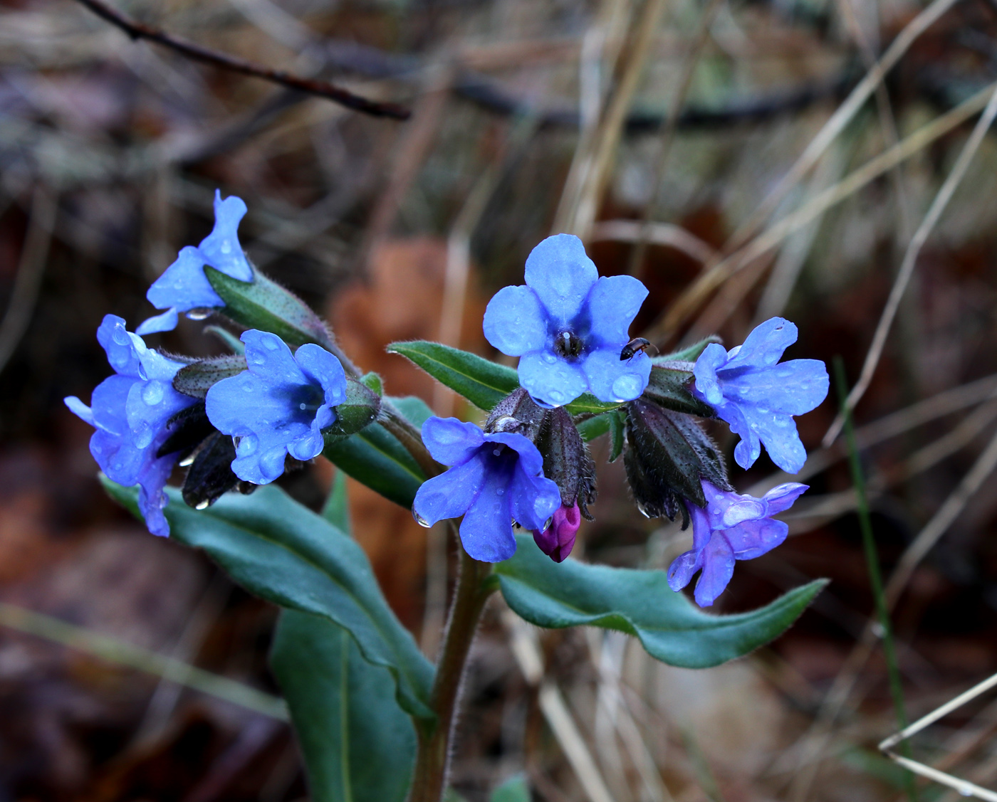 Изображение особи Pulmonaria obscura.