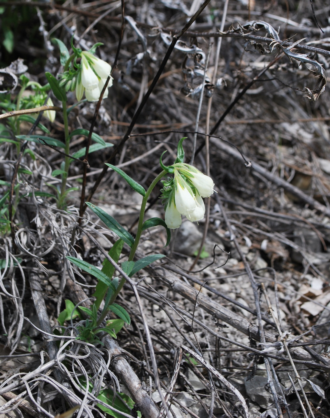 Image of Onosma simplicissima specimen.