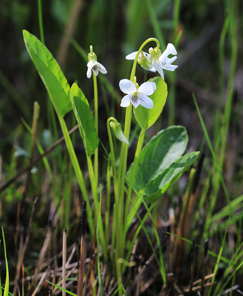 Изображение особи Viola patrinii.