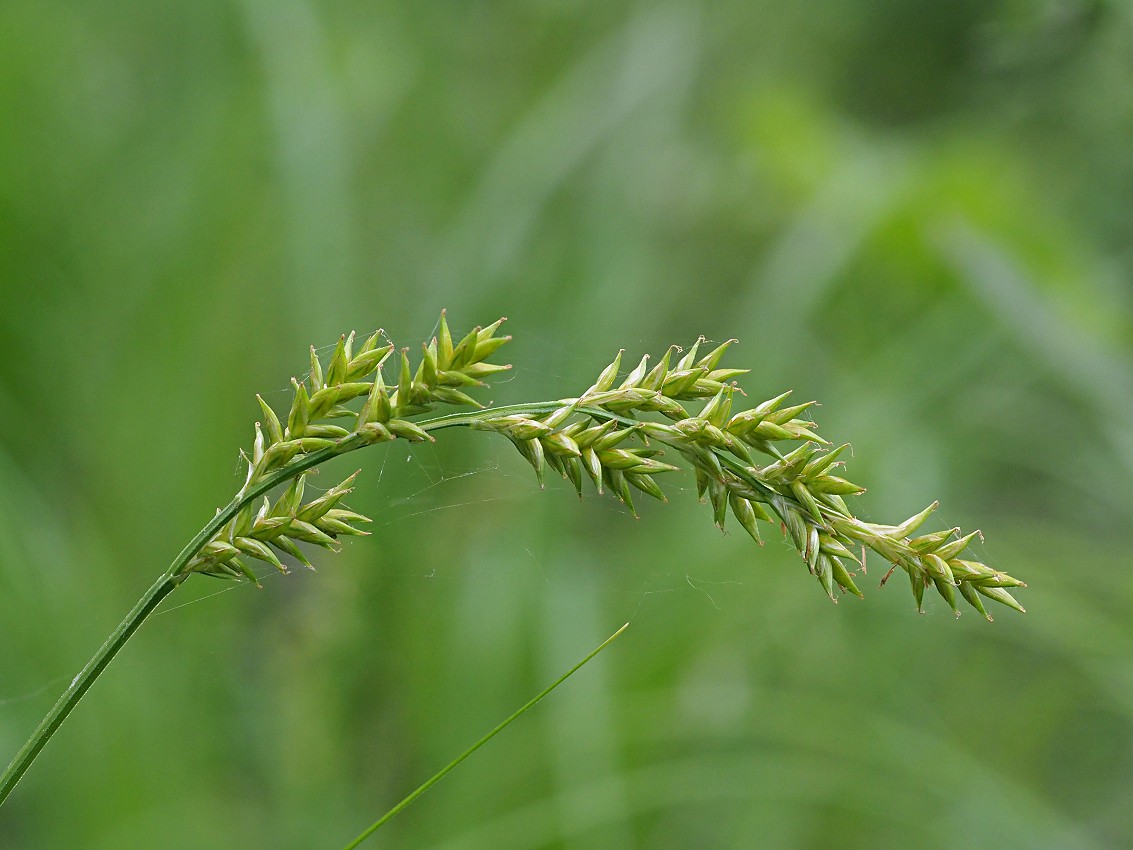 Image of Carex elongata specimen.