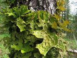 Lobaria pulmonaria