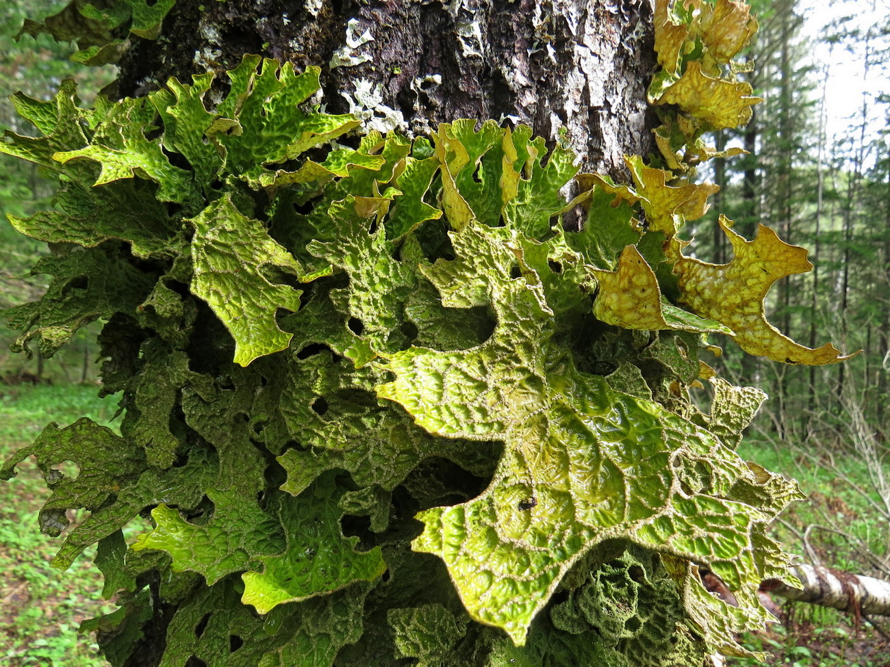 Image of Lobaria pulmonaria specimen.