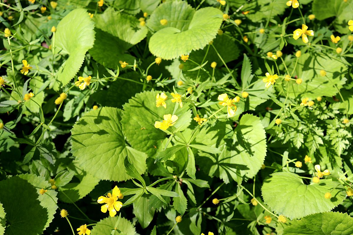 Изображение особи Ranunculus cassubicus.