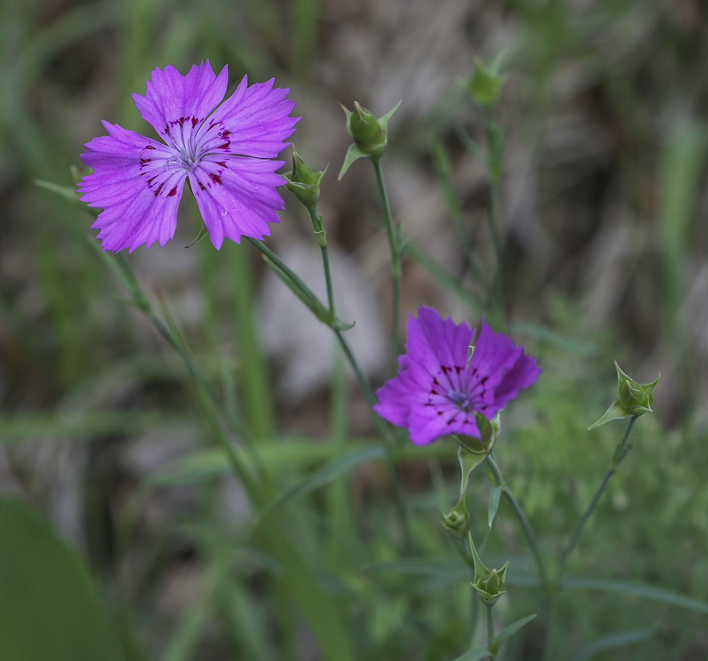 Изображение особи Dianthus versicolor.