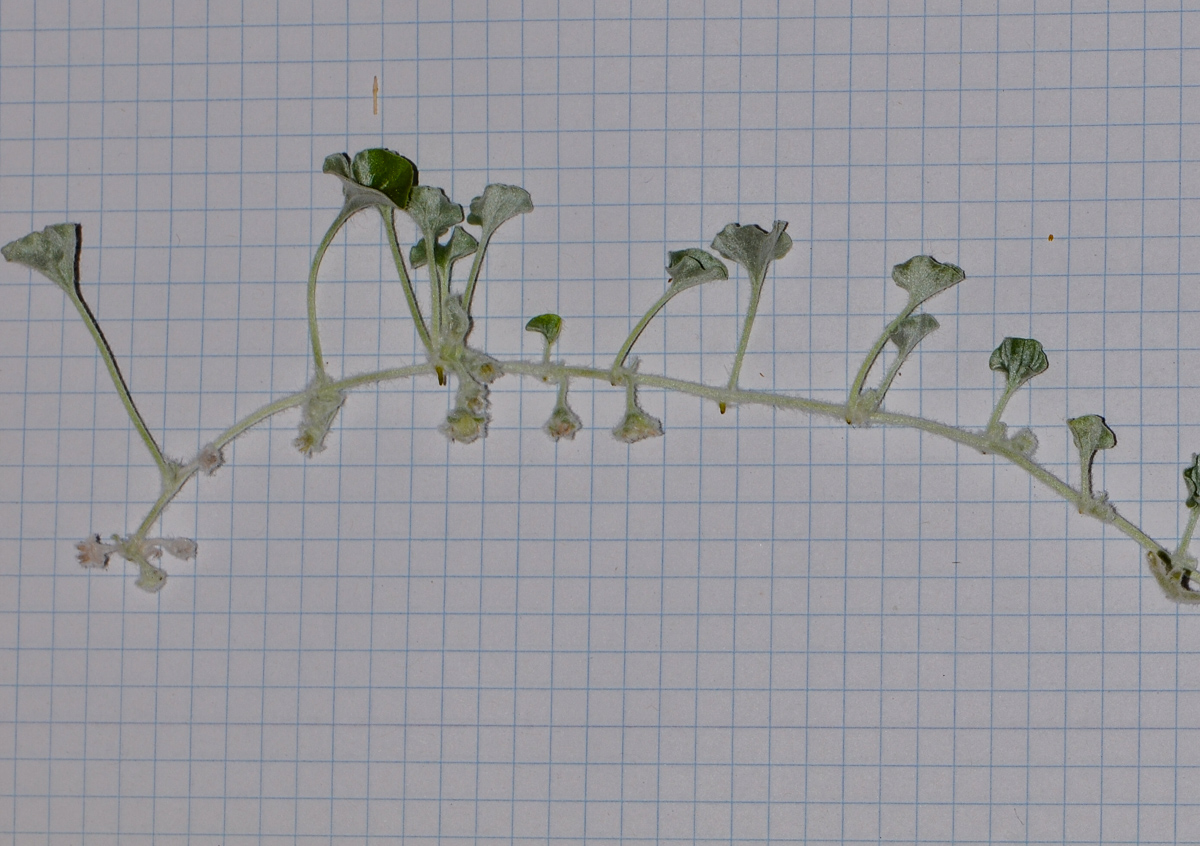 Image of Dichondra argentea specimen.