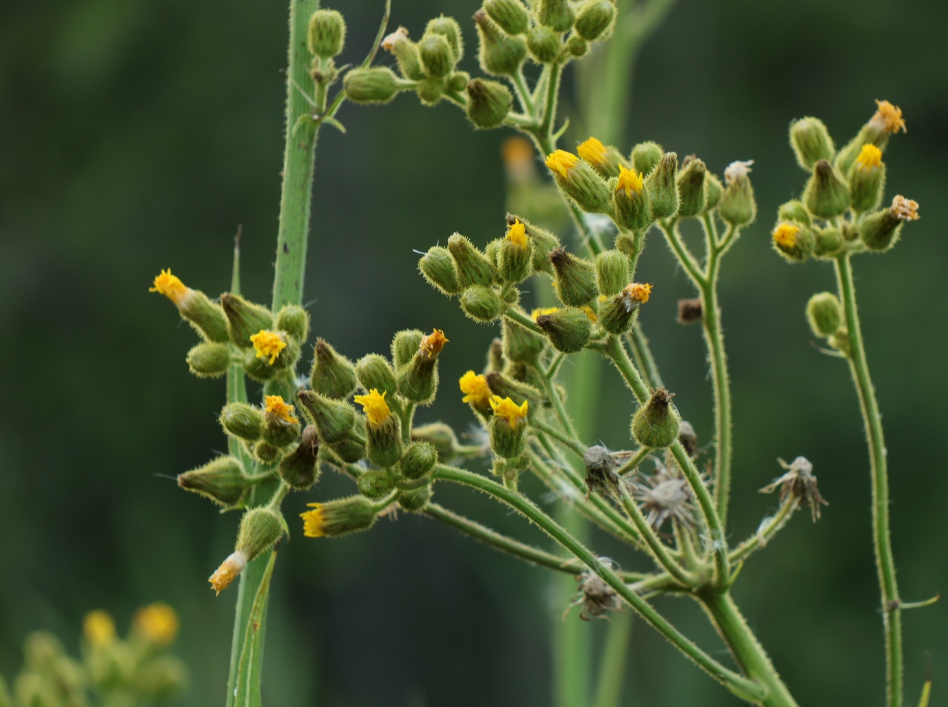 Изображение особи Sonchus palustris.