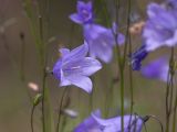 Campanula rotundifolia