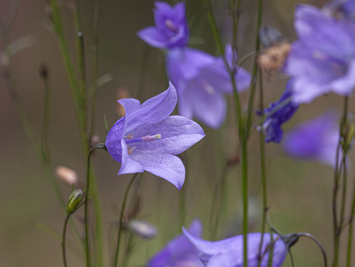 Image of Campanula rotundifolia specimen.