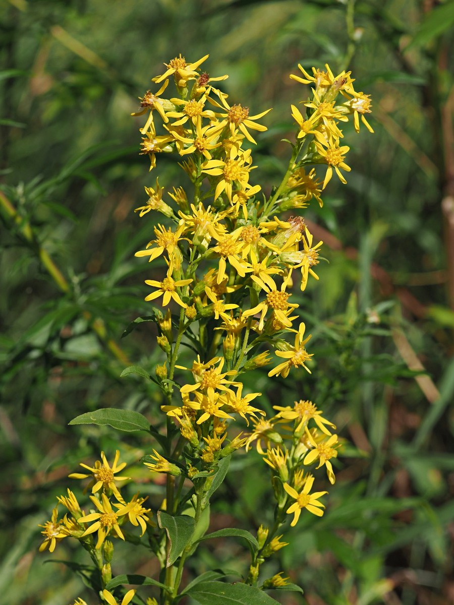 Изображение особи Solidago virgaurea.