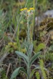 genus Pilosella. Цветущее и плодоносящее растение. Крым, Караларский природный парк, окр. бухты Коровья, каменистый склон. 02.07.2021.