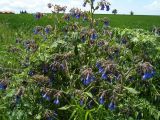 Symphytum caucasicum