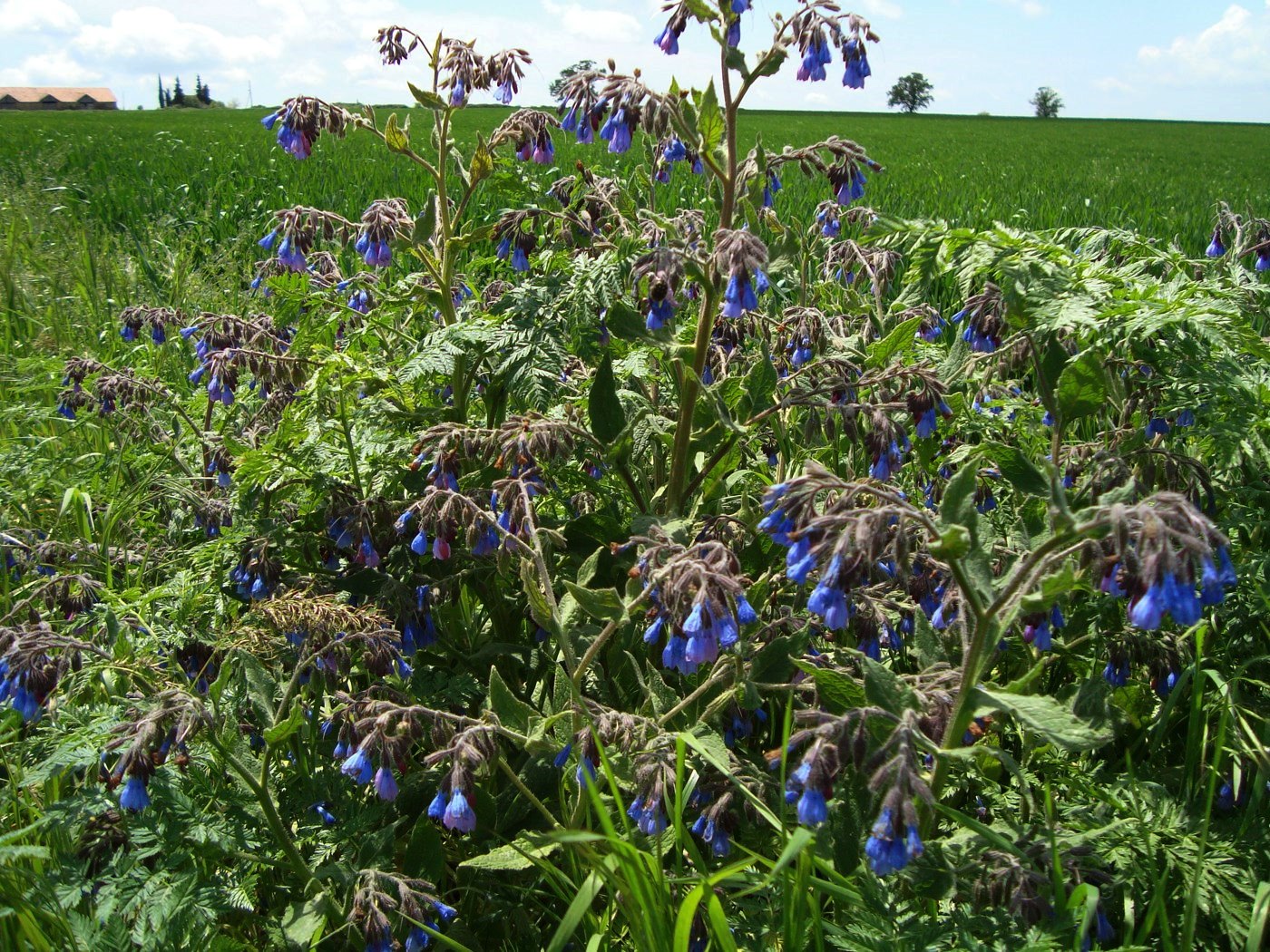 Изображение особи Symphytum caucasicum.