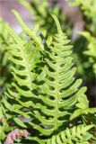 Polypodium vulgare. Спороносящая вайя. Ленинградская обл., Выборгский р-н, Финский залив, о-в Вихревой, заросшая мхами и лишайниками скала. 09.08.2020.