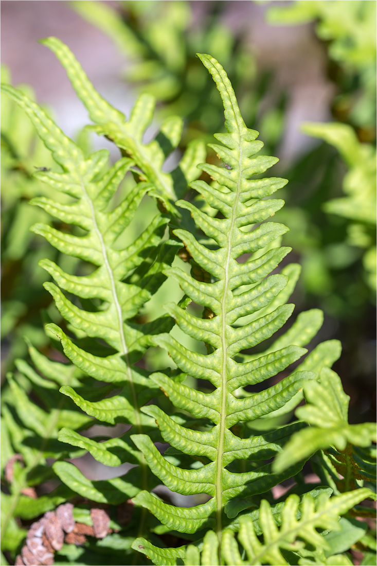 Изображение особи Polypodium vulgare.