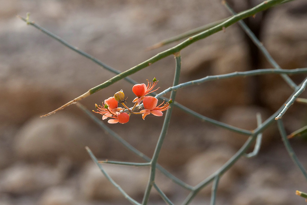 Изображение особи Capparis decidua.