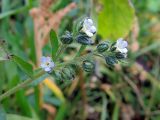 Lappula squarrosa