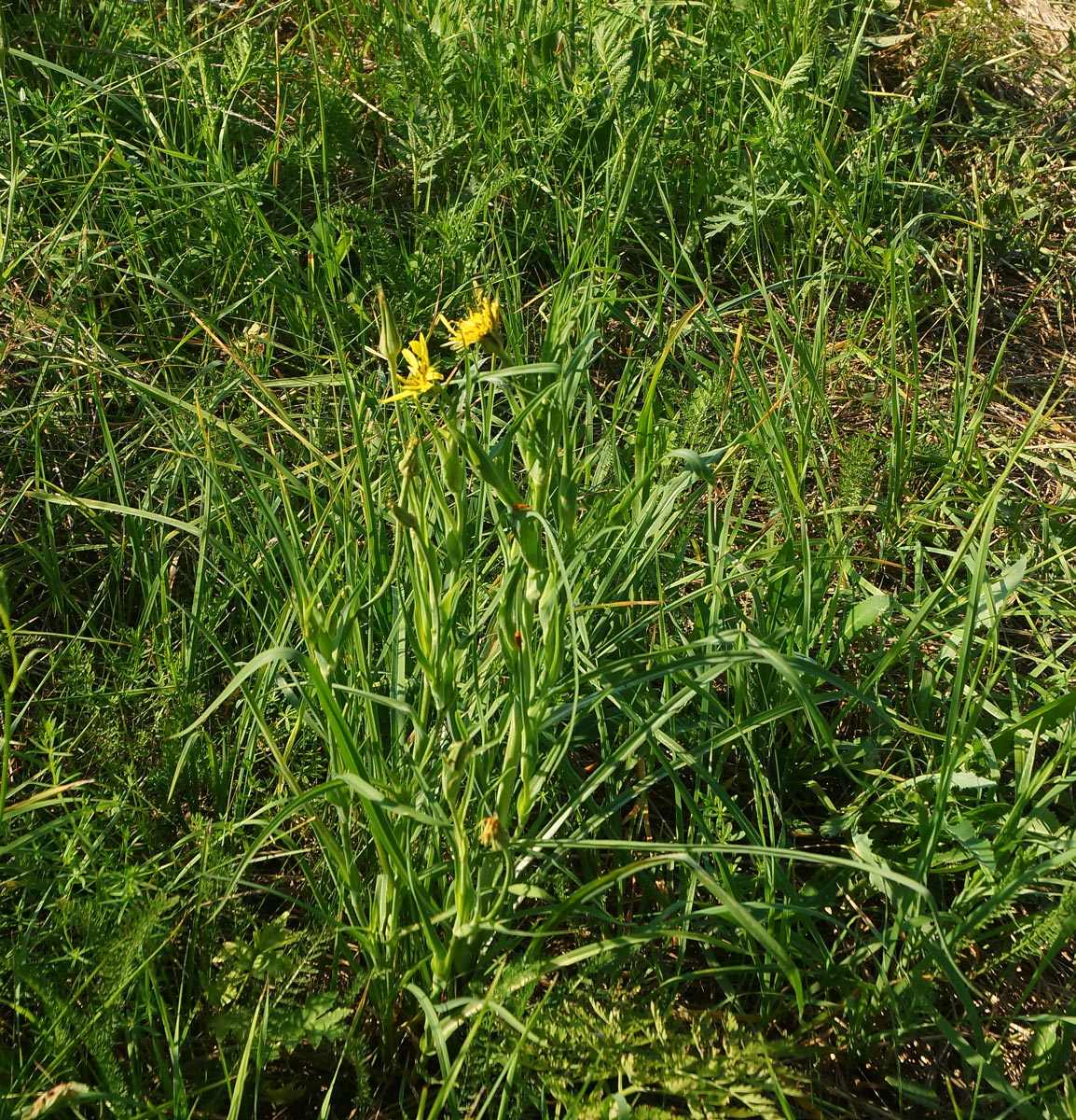 Изображение особи Tragopogon pratensis.