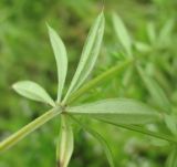 Galium rivale