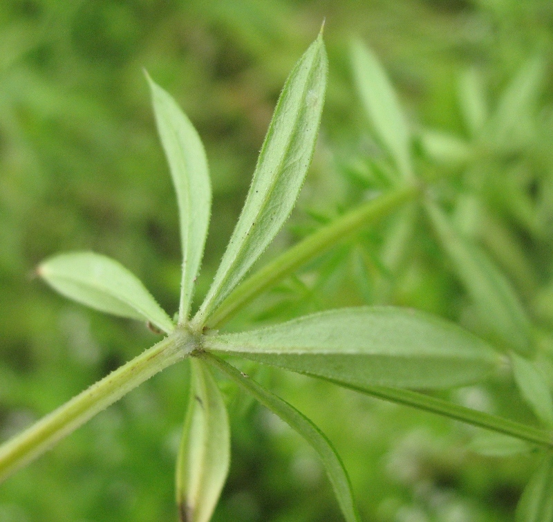 Image of Galium rivale specimen.