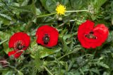 Papaver umbonatum