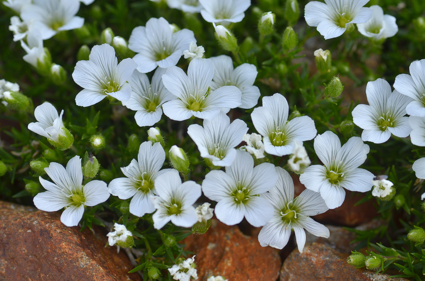 Image of Minuartia imbricata specimen.