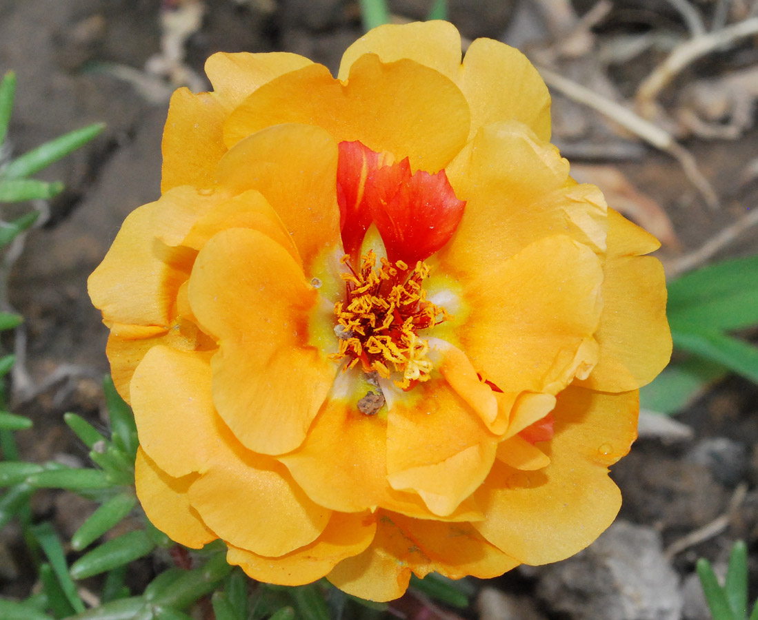 Image of Portulaca grandiflora specimen.