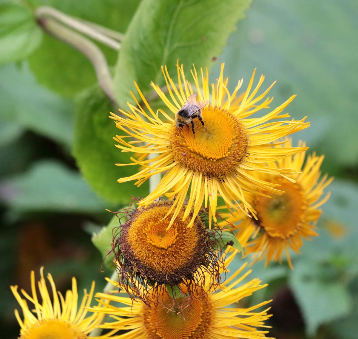 Image of Telekia speciosa specimen.