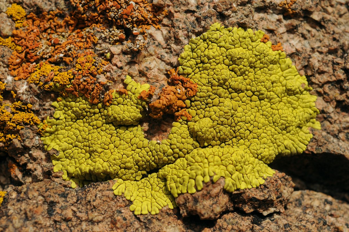 Изображение особи Pleopsidium flavum.