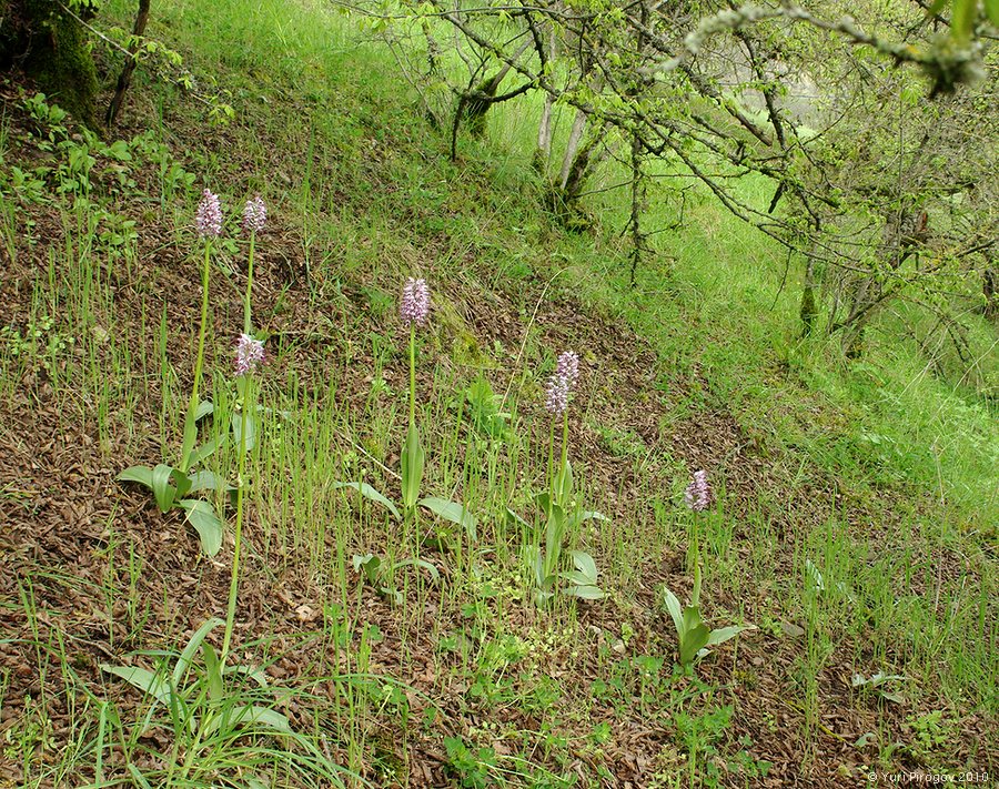 Изображение особи Orchis simia.