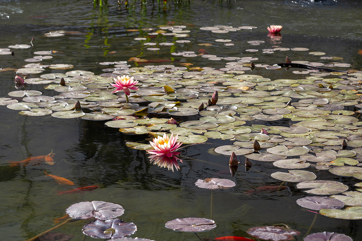 Image of Nymphaea odorata specimen.