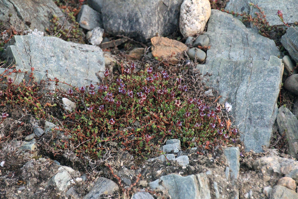 Image of Saxifraga asiatica specimen.