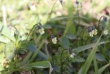 Viola arvensis