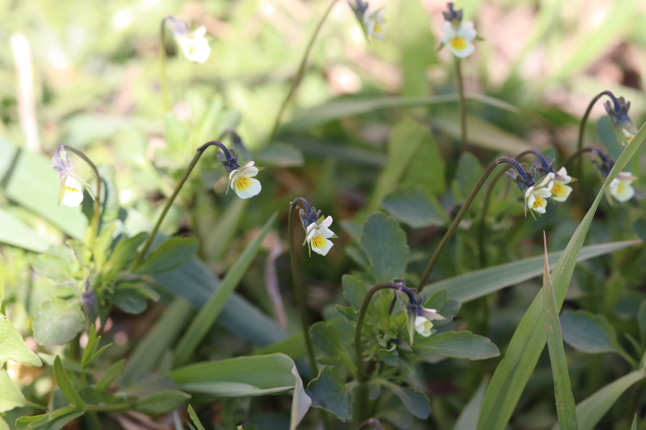 Image of Viola arvensis specimen.