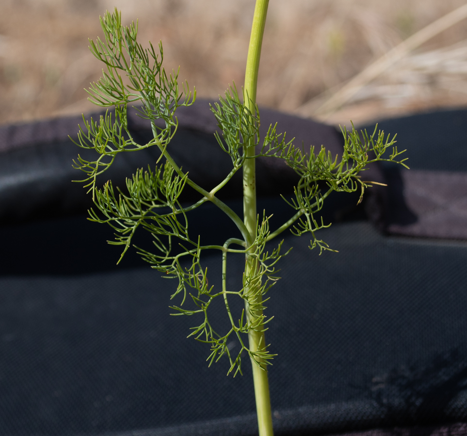 Image of Ridolfia segetum specimen.