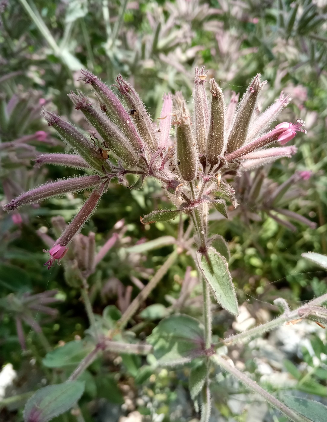 Изображение особи Saponaria glutinosa.