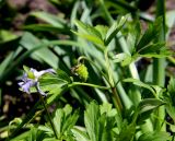 Anemone caucasica