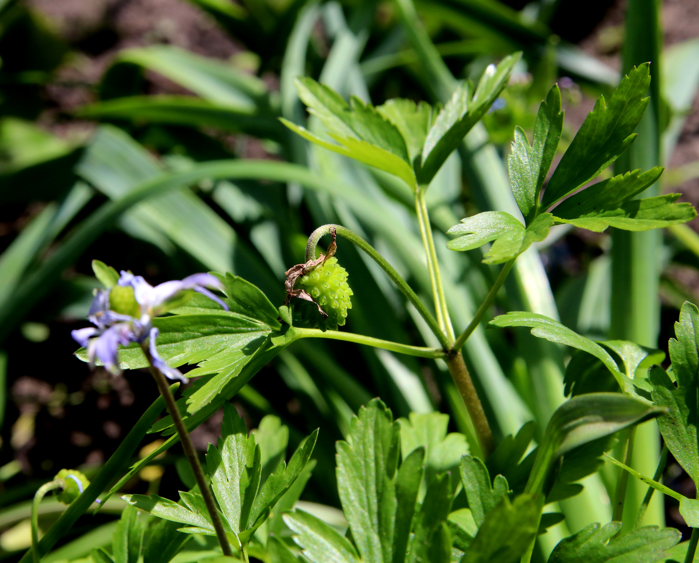 Изображение особи Anemone caucasica.